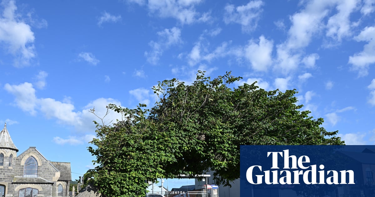 Bendy elm crowned UK Tree of the Year against all odds