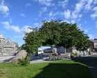 Bendy elm still standing against all odds crowned UK tree of the year
