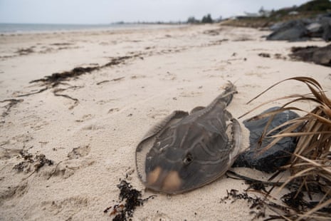 Dead fish and rays washed up on at Kingston Park, south of Adelaide, as the result of a algae bloom.