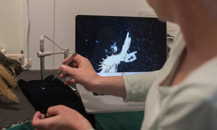 Antarctic biologist Dr Susanne Lockhart examines a crustacean under a digital microscope