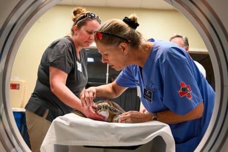 workers in scrubs stand over a sea turtle on white sheet outside of CT machine