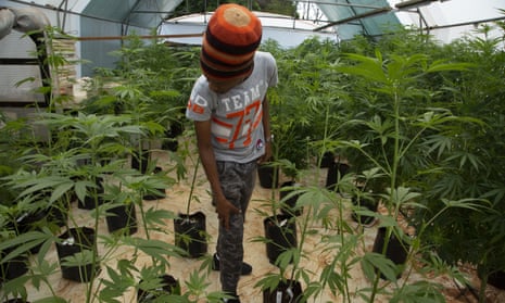 Small-scale farmer Itumeleng Tau stands among his cannabis plants in a hothouse in Krugersdorp, South Africa.