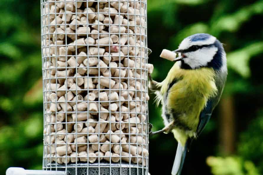 A blue tit pulls out a suet pellet in a garden.