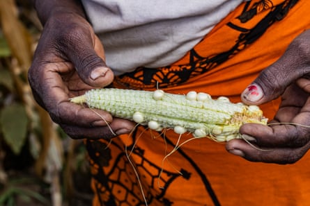 لقطة مقرّبة لأيدي امرأة تحمل كوز ذرة غير ناضج
