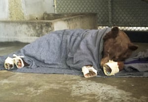 A bear, injured in a wildfire, rests with its badly burned paws wrapped in fish skin - tilapia - and covered in corn husks during treatment at the University of California, Davis Veterinary Medical Teaching Hospital, US