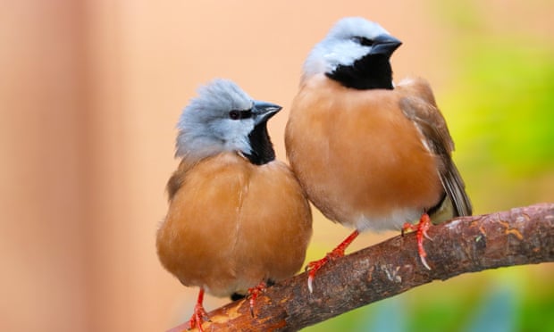 Two black-throated finches