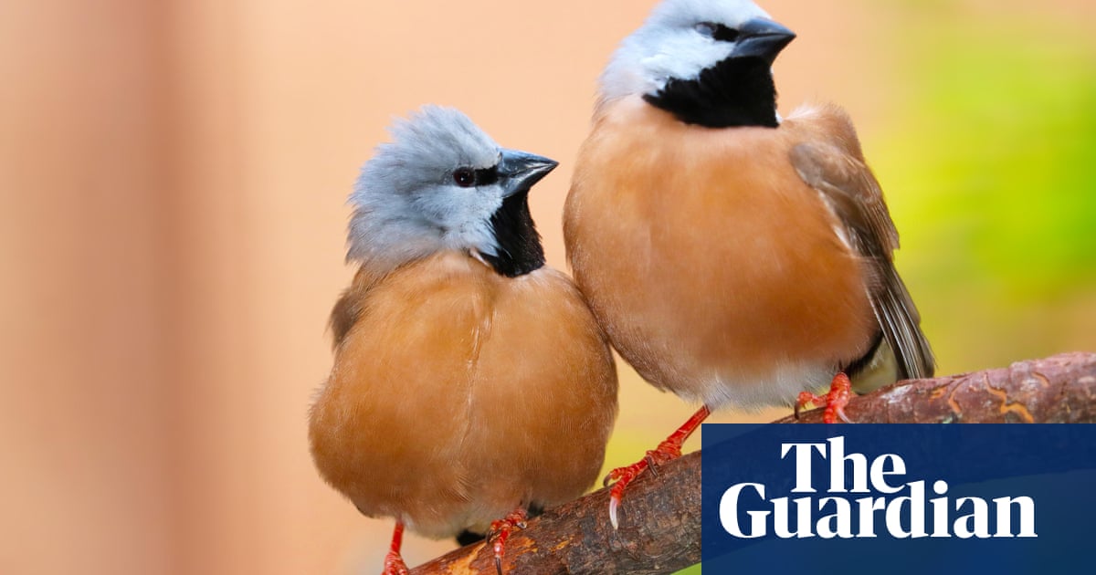 Buried Queensland government report found Adani plan to protect black-throated finch was ‘superficial’