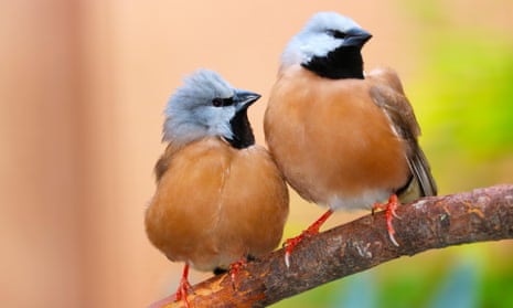 Two black-throated finches