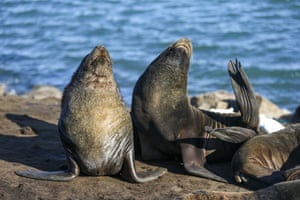 Focas descansam em uma praia em Mar Del Plata, Argentina