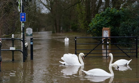 Swans swimming on flood water in Worcester, following heavy rainfall.