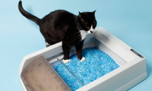 Toby tentatively steps into the self-cleaning litter box