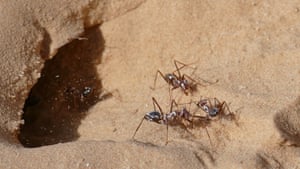 the guardian - fastest-ants-in-world-northern-sahara https://www.theguardian.com/science/2019/oct/16/fastest-ants-in-world-northern-sahara