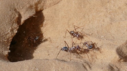 Soldiers Saharan silver ant (Cataglyphis bombycina)