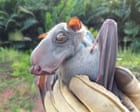 Bats originated in Europe, rewriting mammals’ family tree, study reveals