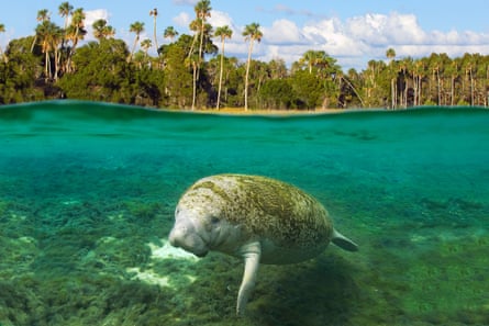 Top half of slip image is above the water, with palm trees on a shore, with the bottom half under water, with a manatee with green algae on its back.
