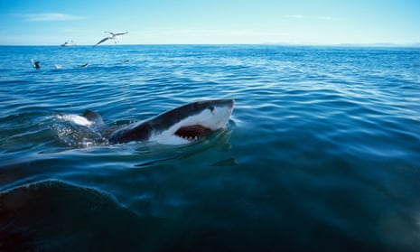 Fatal Shark Attack  10 News First 