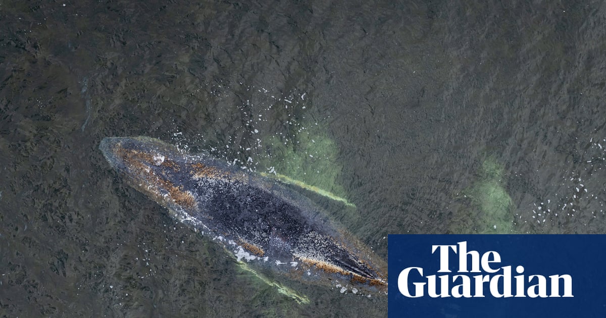 Hope running low for humpback whale stranded off German coast
