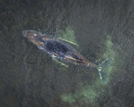 Struggling humpback whale stranded for third time on German coast