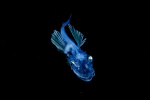 Llarval fish of Hoplichthys 
