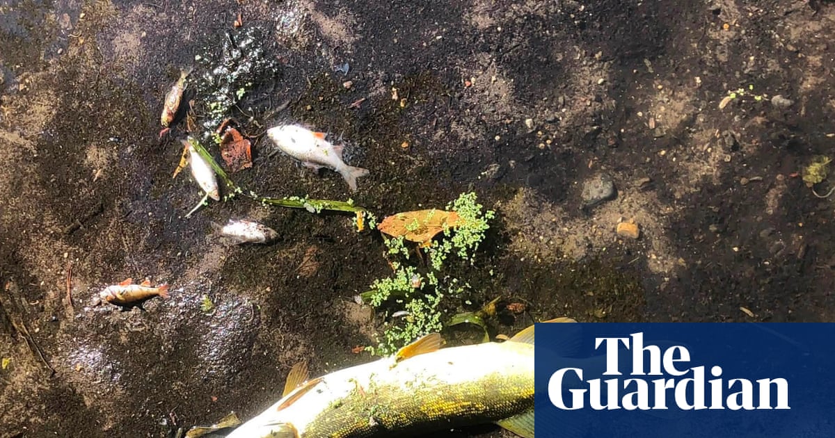 Será que os países conseguirão cumprir um acordo para salvar as plantas e os animais do mundo? Será que os países conseguirão cumprir um acordo para salvar as plantas e os animais do mundo?
