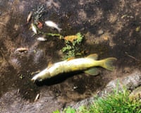 A dead fish in a shallow river