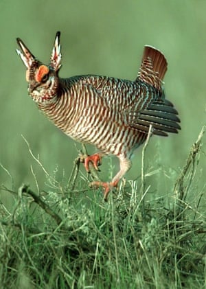 A male lesser prairie chicken