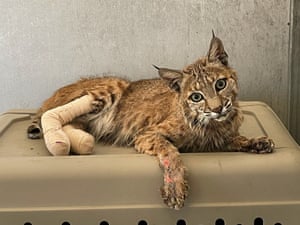 Um lince se recupera após tratamento no Gold Country Wildlife Rescue após ser pego no incêndio de Lava na Califórnia, EUA
