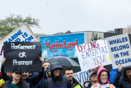 People hold signs that read ‘performers or prisoners’ and ‘whales belong in the ocean’.