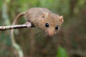 Um dormice avelã