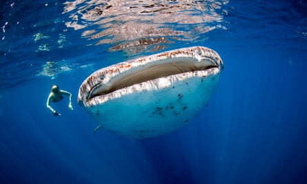 Woman swimming beside a huge whale shark in the clear blue ocean.