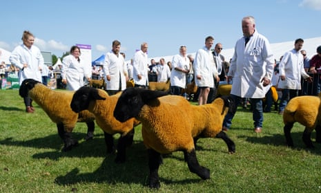 A handsome group of sheep with black faces and legs, and slightly tan fleece, in a parade ring, watched by a group of people in white coats