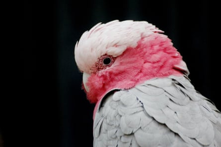 A bird.