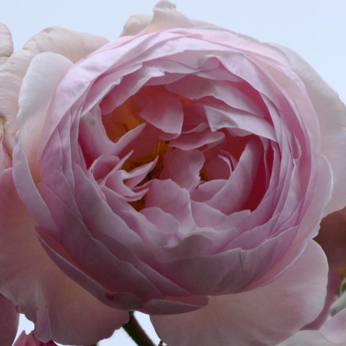 Roses This Is The Best Time For Gazing Sniffing And Falling In Love With Them Gardens The Guardian Roses This Is The Best Time For Gazing Sniffing And Falling In Love With Them Gardens The Guardian