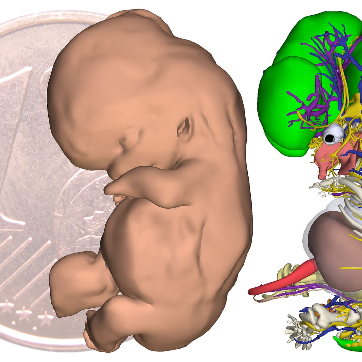 3D embryo atlas reveals human development in unprecedented detail | Human  biology | The Guardian