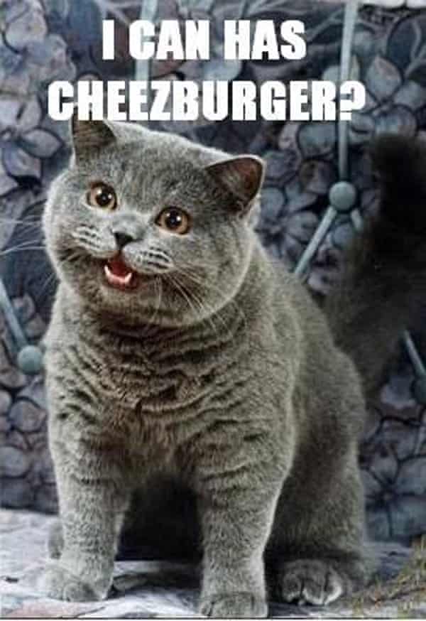 Cats V Dogs Which Animal Owns The Internet Technology The