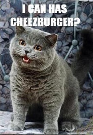 Cats V Dogs Which Animal Owns The Internet Technology The Guardian Cats V Dogs Which Animal Owns The Internet Technology The Guardian