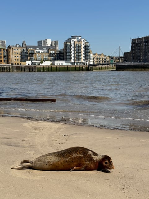 Marmalade, a foca, deitada na praia do rio Tâmisa.