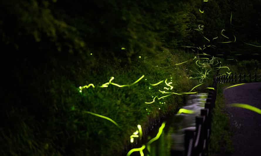 A long exposure photograph shows fireflies dancing at Tatsuno Hotarudoyo Park.