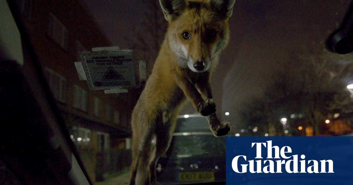 The best of the 2020 wildlife photography awards | Environment | The