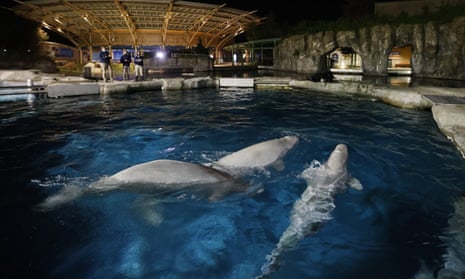 Three beluga whales swim together in an acclimation pool after arriving at Mystic Aquarium, in Connecticut, on 14 May 2021. 