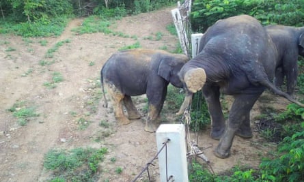 The elephants display a range of fence-hopping techniques