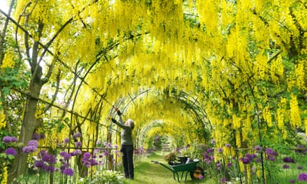 A laburnum arch at Seaton Delaval Hall in May.