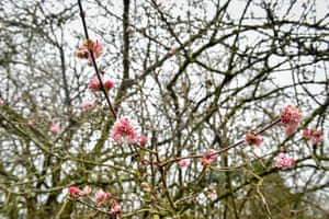 Viburnum blossoms in the Botanical Gardens, Bath.