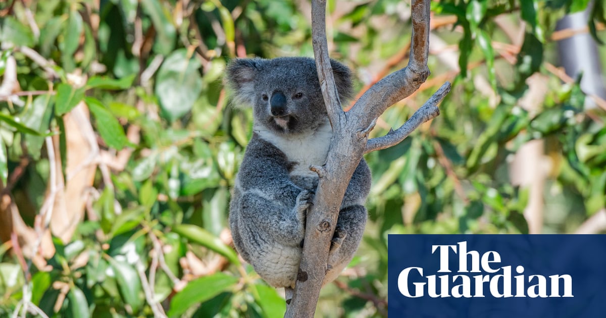 Queensland announces more than $24m for koala population and habitat protection