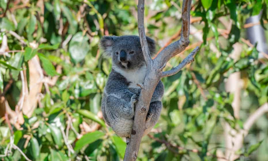 File photo of koala in a tree