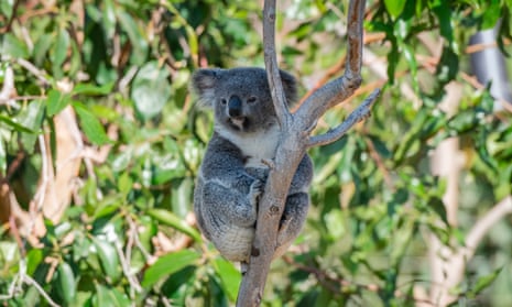 Koalas were listed as an endangered species in NSW last year