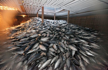 Frozen tuna in the hold of a Chinese ship