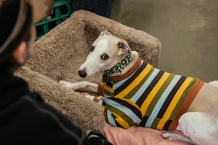 Fettuccine the whippet strikes a pose.