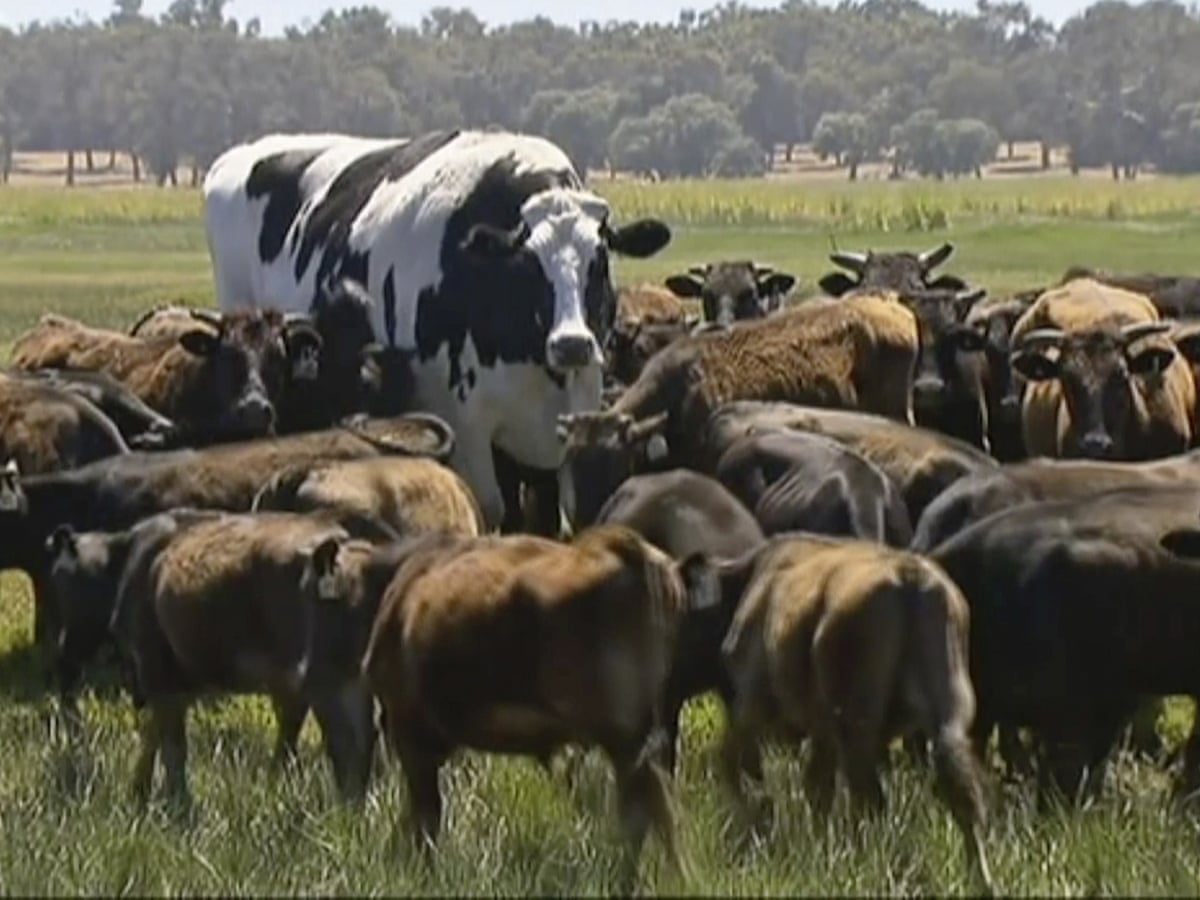 Knickers the cow: why Australia's giant steer is so fascinating | Animals | The Guardian