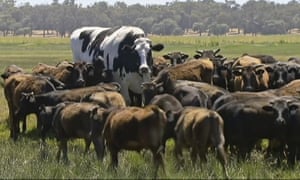 Holy cow! Knickers the enormous steer has avoided the abattoirs by being too big.